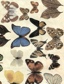Einband Schmetterlinge VI